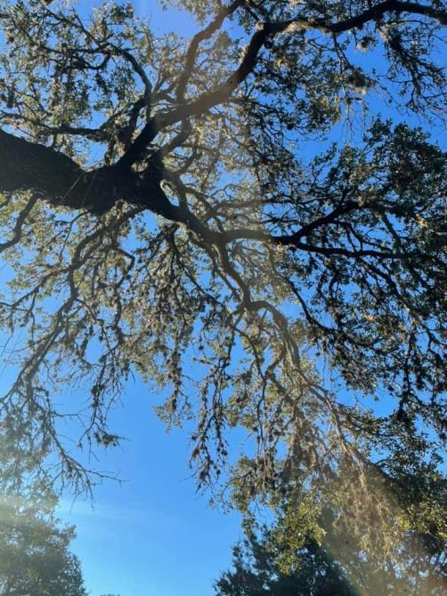 Total Tree Maintenance, LLC: Service Image-9