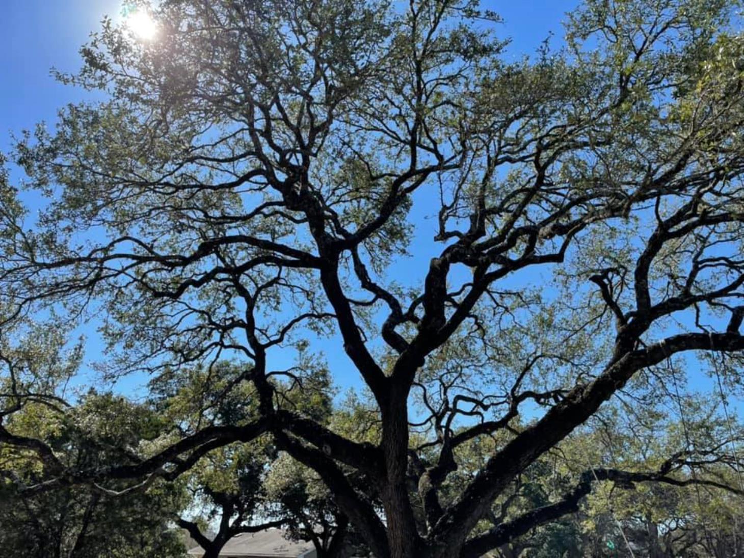 Total Tree Maintenance, LLC: Service Image-10