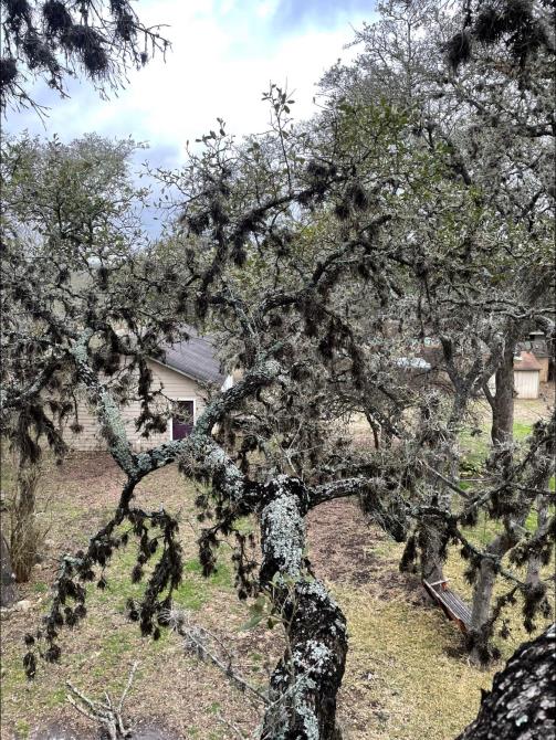 Total Tree Maintenance, LLC: Service Image-11 Total Tree Maintenance, LLC: Service Image-11