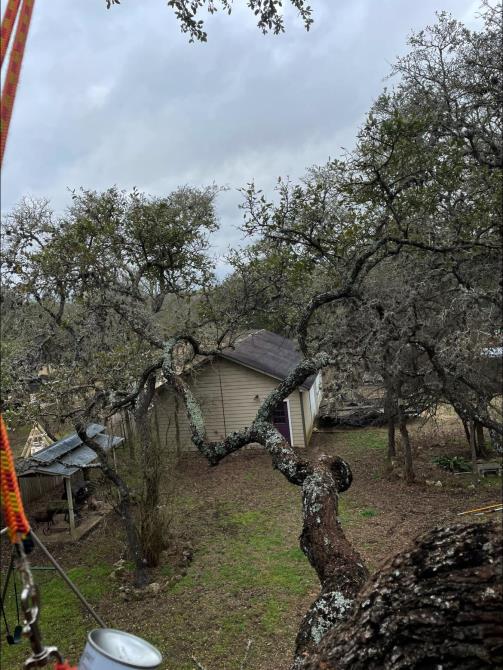 Total Tree Maintenance, LLC: Service Image-12 Total Tree Maintenance, LLC: Service Image-12