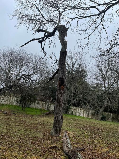 Total Tree Maintenance, LLC: Service Image-13 Total Tree Maintenance, LLC: Service Image-13