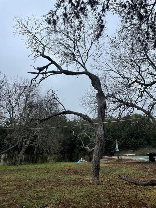 Total Tree Maintenance, LLC: Service Image-14