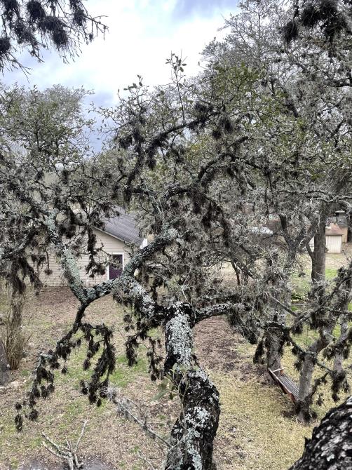 Total Tree Maintenance, LLC: Service Image-16 Total Tree Maintenance, LLC: Service Image-16