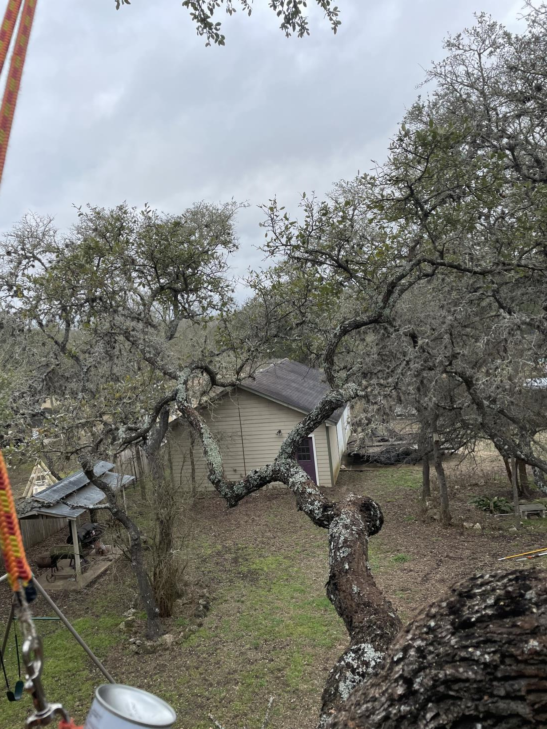 Total Tree Maintenance, LLC: Service Image-17