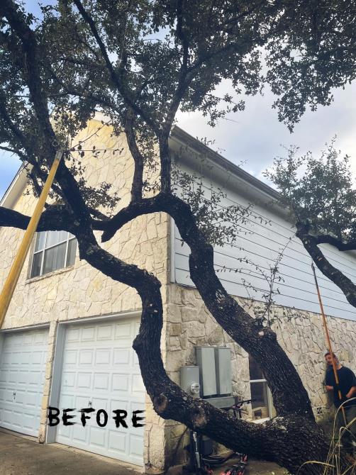 Total Tree Maintenance, LLC: Service Image-3