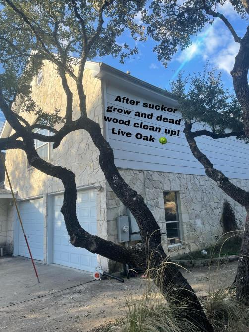 Total Tree Maintenance, LLC: Service Image-4 Total Tree Maintenance, LLC: Service Image-4