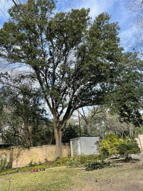 Total Tree Maintenance, LLC: Service Image-5