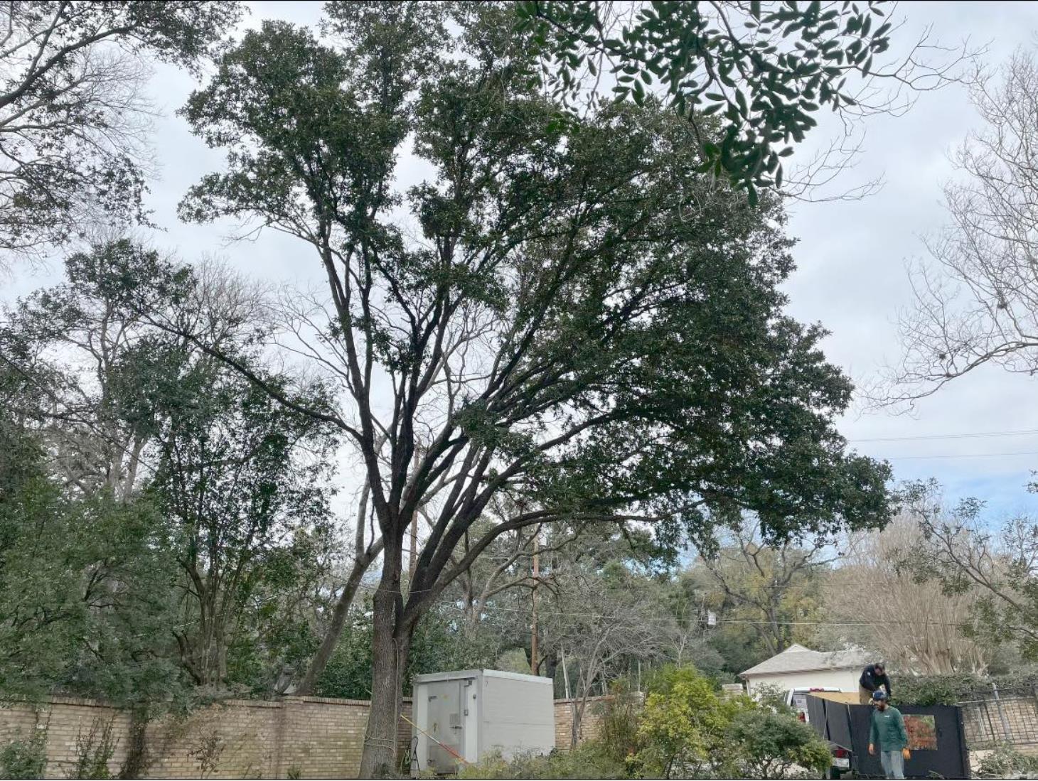 Total Tree Maintenance, LLC: Service Image-6