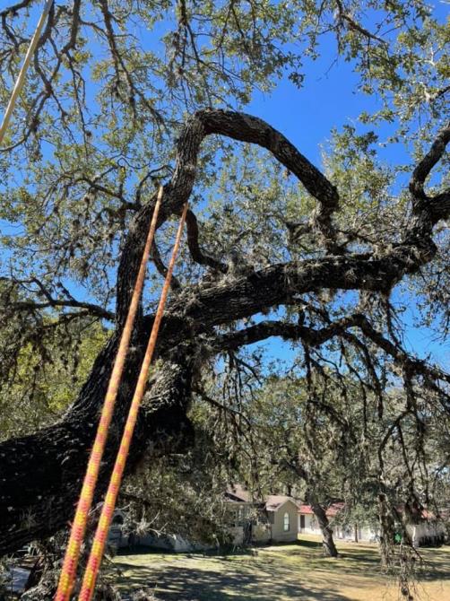 Total Tree Maintenance, LLC: Service Image-7