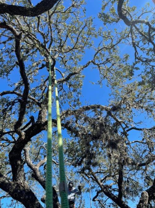 Total Tree Maintenance, LLC: Service Image-8 Total Tree Maintenance, LLC: Service Image-8