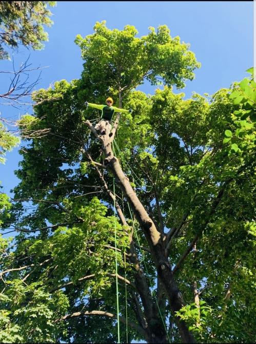 Total Tree Maintenance, LLC: Service Image-0 Total Tree Maintenance, LLC: Service Image-0
